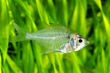 Indian glassy perch.Parambassis rangaIndian.