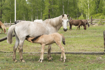 Light-colored horse and brown stallion