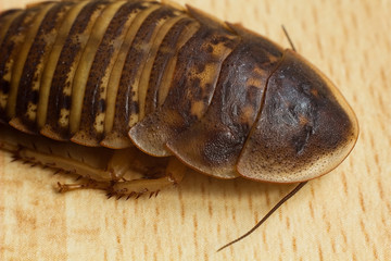 Argentine cockroach, Blaptica dubia -dangerous insect pest.