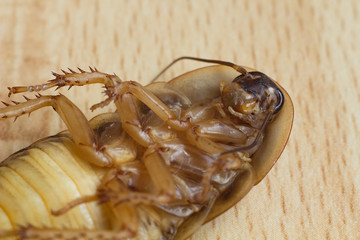 Argentine cockroach, Blaptica dubia -dangerous insect pest.