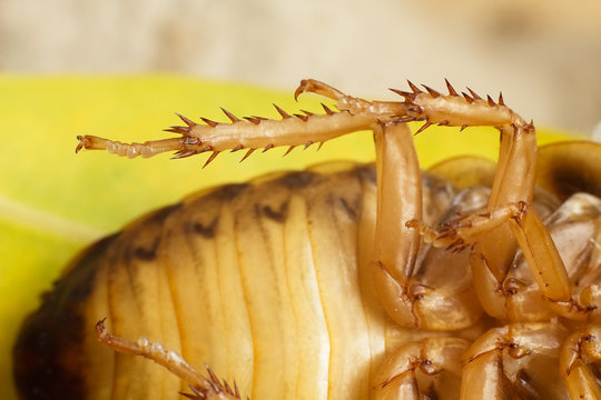 Argentine cockroach, Blaptica dubia -dangerous insect pest.