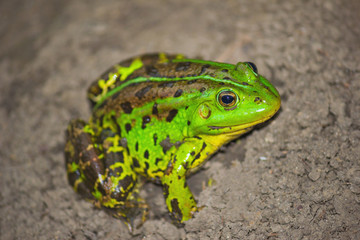Green frog