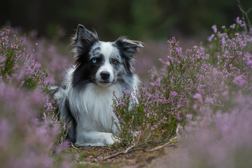 Liegender Border Collie