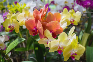 Orchid Flowers for sale at flower market.