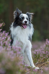 Border Collie sitzt in Heidelandschaft