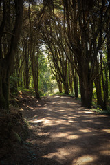Path in a green forest in a natural park