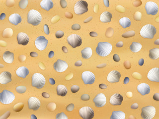 Sea shells sand beach texture