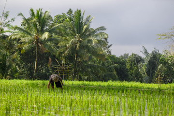 An unidentified man works in rice plantation. Tegalalang Rice Terrace in Ubud, Bali, Indonesia.