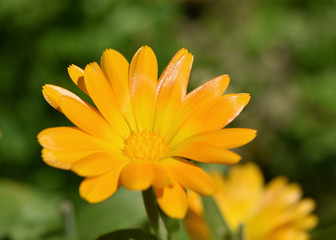 Ringelblume blühend - Calendula officinalis, gelbe Blüte