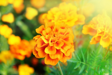 marigolds on the flower bed