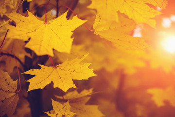 Autumn leaves in sun light. Fall blurred background, selective focus, yellow season concept