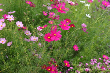 Cosmos field