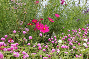 Cosmos field