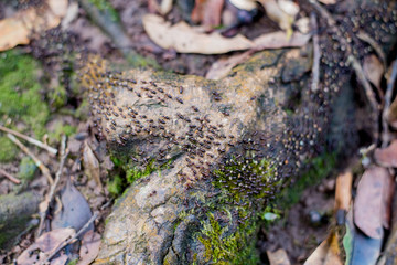 ant on wooden nature