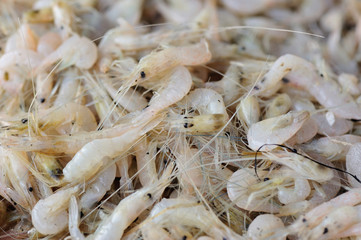 freshwater shrimps