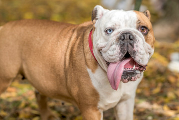 Portrait of beautiful female English bulldog,selective focus