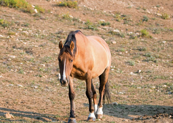 Wild Horse - Pregnant Buckskin Bay mare walking at sunrise in the Pryor Mountains Wild Horse Range...