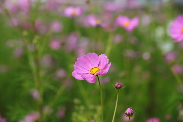 Cosmos field