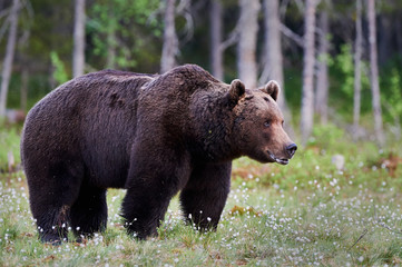 Obraz na płótnie Canvas Male brown bear
