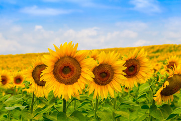 Fototapeta premium Detail nice yellow sunflower on the field against the sky, with bee