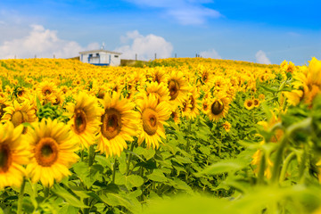 Obraz premium Nice view of yellow sunflowers plant, with blue cloud sky