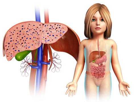 Child's liver anatomy, illustration