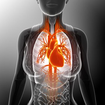 Illustration of a woman's heart against gray background