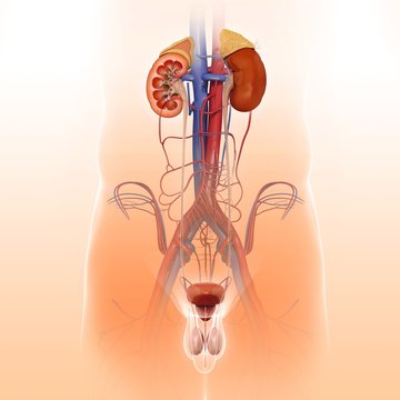 Male urinary system, illustration