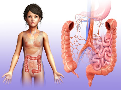 Child's large intestine anatomy, illustration