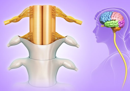 Illustration of female spinal cord and brain regions