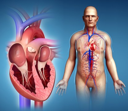 Male heart anatomy, illustration