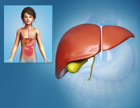 Child's Liver Anatomy by Pixologicstudio/science Photo Library