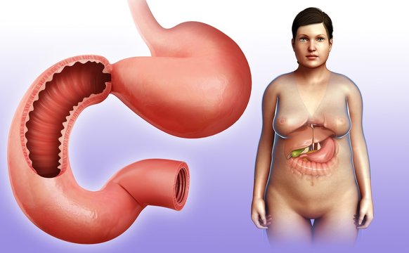 Female stomach and duodenum, illustration
