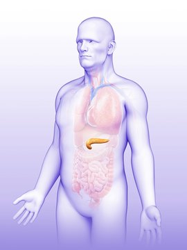 Male pancreas, illustration