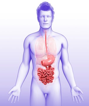 Male stomach and small intestine, illustration