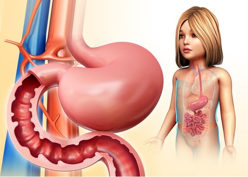 Child's stomach and duodenum, illustration