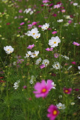 Fototapeta premium Cosmos field