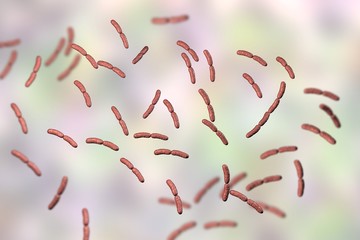 Lactobacillus crispatus bacteria, illustration