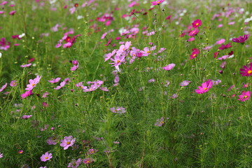 Cosmos field