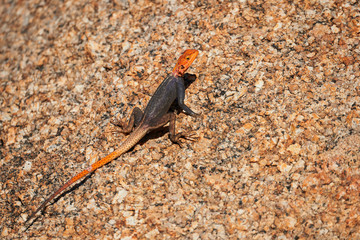 Male agama on a rock