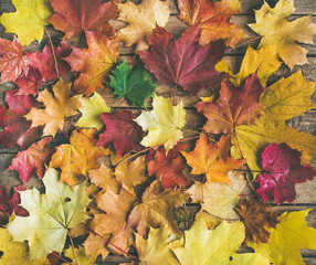 Fall background, texture and pattern. Flat-lay of colorful yellow and red fallen maple leaves over wooden background, top view. Autumn concept