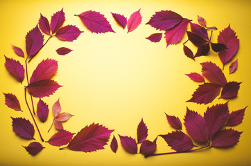 Virginia creeper leaves on yellow background.