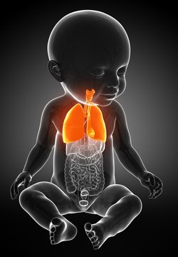 Baby's lungs, illustration