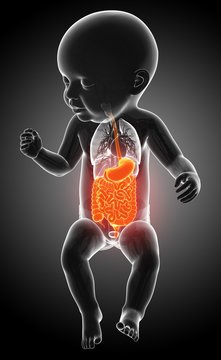 Baby's digestive system, illustration