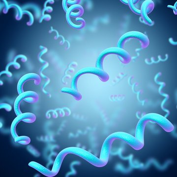 Spirillum bacteria, illustration