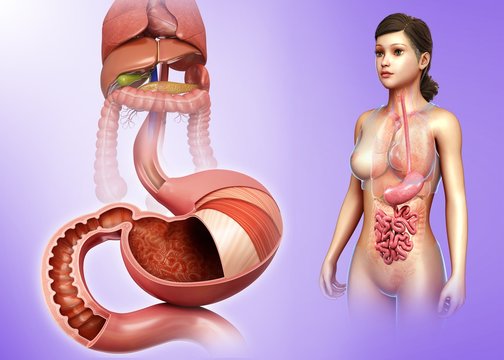 Stomach layers and duodenum, illustration