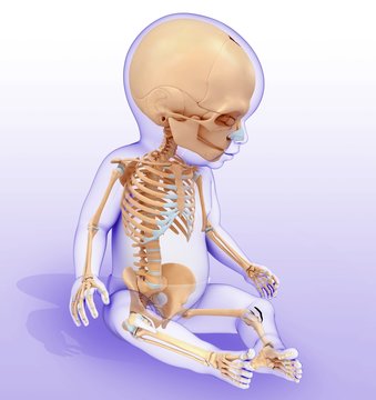 Baby's skeletal system, illustration