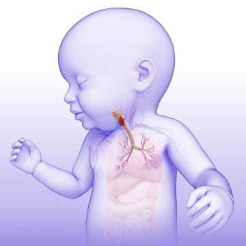 Baby's trachea and bronchi, illustration