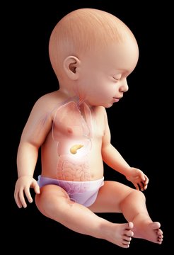 Baby's pancreas, illustration