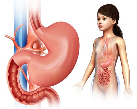 Child's stomach and duodenum, illustration